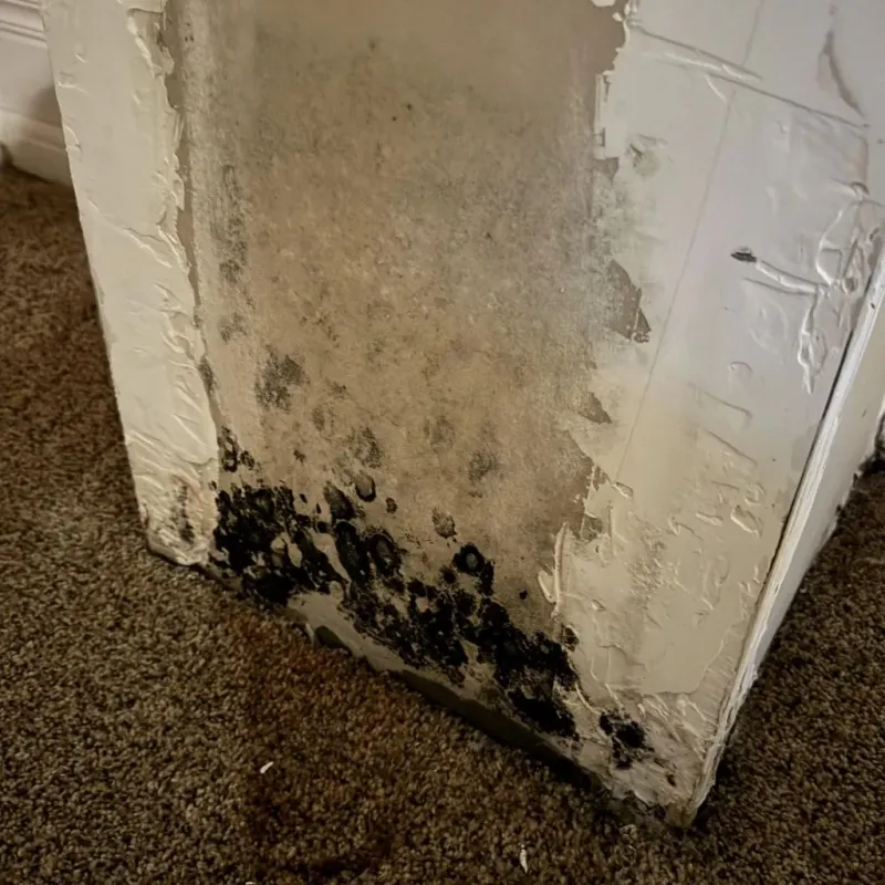 Professional Mold Removal in Carthage, NC